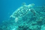 Curacao 04-12 202